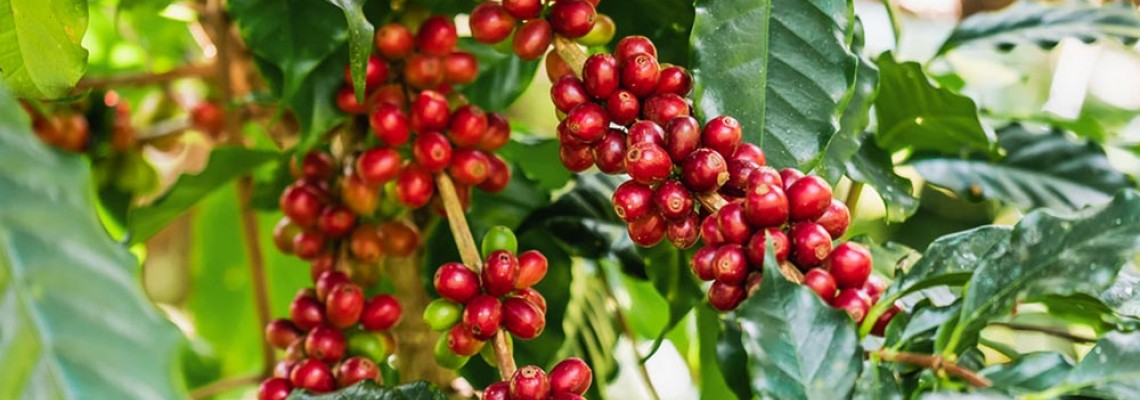 Τι είναι ο καφές